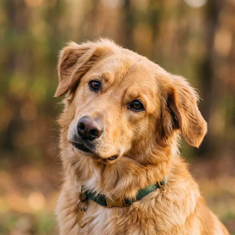 Hund zeigt Beschwichtigungssignale wie Blick abwenden und Lippen lecken