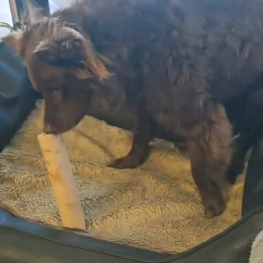 Hund schnüffelt an einer mit Leckerchen gefüllten Küchenrolle in seinem Hundebett